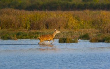Red deer hind crossing a swamp Spain