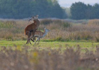 Mating of red deers in autumn in Spain