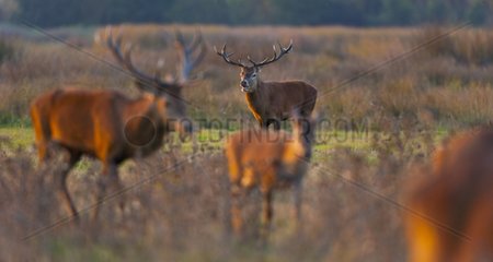 Male red deer roaring near a group of congeners Spain