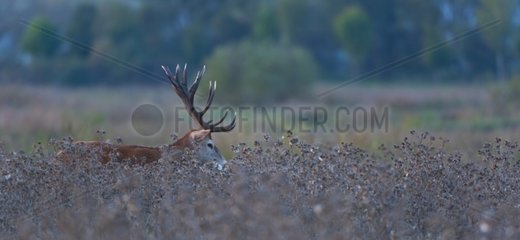 Male red deer during the rut period in Spain