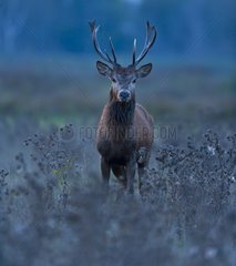 Young male red deer careful around during the bellow Spain