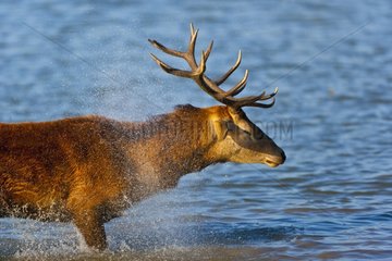 Male red deer snorting in Spain