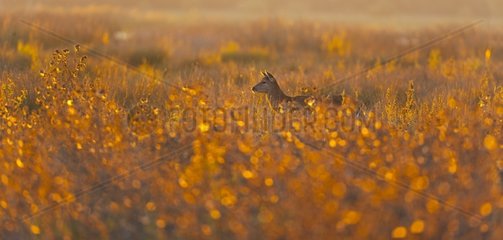 Red deer hind in a swamp at sunset Spain