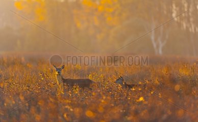 Red deer hind and fawn in a swamp at sunset Spain