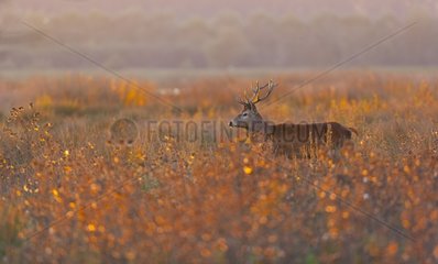 Male red deer in a swamp at sunset Spain