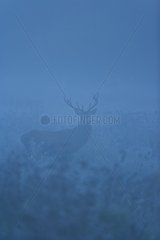 Male red deer in a swamp in the morning fog in Spain