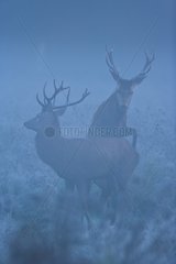 Male red deers fighting in a swamp in the morning fog Spain