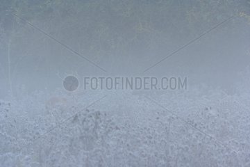 Male red deer in a swamp in the morning fog in Spain
