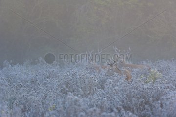 Male red deers in a swamp in the morning fog in Spain