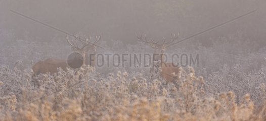 Male red deers in a swamp in the morning fog in Spain