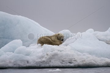 Polar bear sleeping on an iceberg in the Spitzberg Arctic