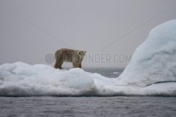 Polar bear on an iceberg in the Spitzberg Arctic