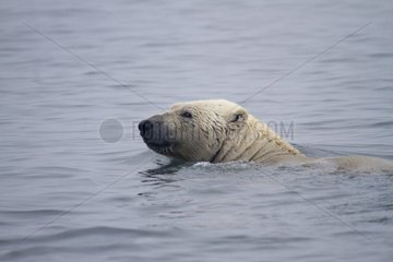 Portrait of a Polar bear swimming Spitzberg Arctic