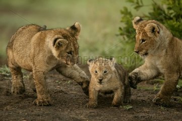 Jeunes Lions jouant Masaï Mara Kenya
