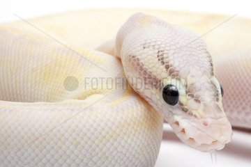 Portrait of a ball Python from Africa in studio