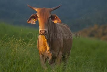 Cow in a meadow Valley Pocquereux New Caledonia