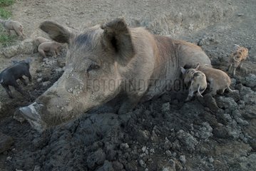Sow and piglets in mud Valley Pocquereux New Caledonia