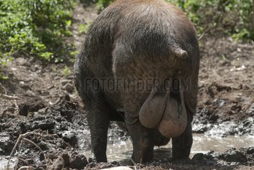 Boar in mud Valley Pocquereux New Caledonia
