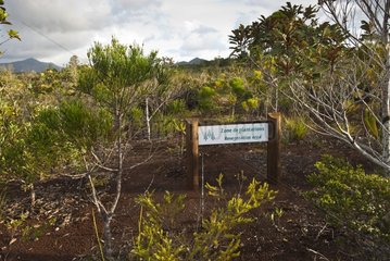 Botanical Reserve Chute de la Madeleine New Caledonia
