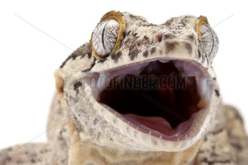 Portrait of a New Caledonian Bumpy Gecko in studio