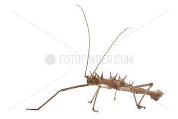 Spiny Stick Insect in studio