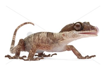 Giant bent-toed gecko in studio