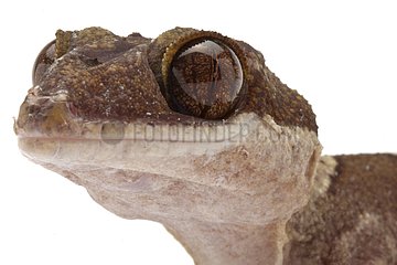 Portrait of a Giant bent-toed gecko in studio