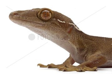 Portrait of a Lined Gecko in studio