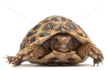 Serrated Tortoise in studio