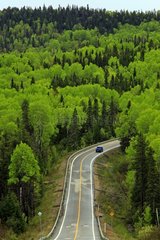 Road in the boreal forest - Québec Canada