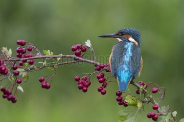 Kingfisher perched on a branch of Hawthorn in autumn - GB