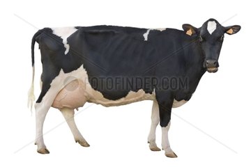 Vache Holstein sur fond blanc France