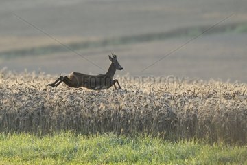 Roebuck fleeing in a grain field in summer