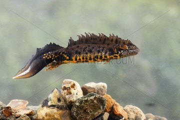 Male Northern Crested Newt swimming at spring UK