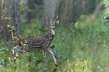 Spotted deer undergrowht - Royal Bardia NP Nepal
