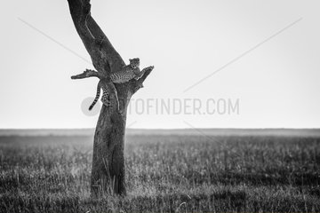 A young Cheetah (Acinonyx jubatus) rest high in the tree in the Maasai Mara in Kenya.