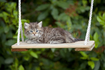 Kitten lying on a swing in a garden