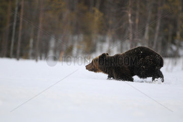 Brown Bear (Ursus arctos) female running snow at the edge of forest in late winter early spring  Finland