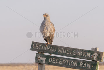 Pale chanting goshawk (Melierax canorus)  immature perched  Central Kalahari Game Reserve  Bostwana