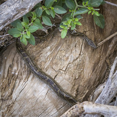 African rock python (Python sebae) in Kruger National park  South Africa