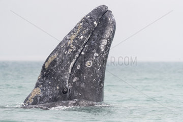 Gray Whale (Eschrichtius robustus)  adult  spyhopping  Ojo de Liebre Lagoon (formerly known as Scammon's Lagoon)  Guerrero Negro  Baja California Sur  Mexico