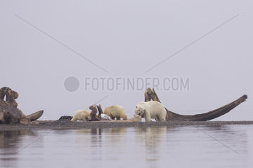 Polar Bear( Ursus maritimus ) near by the bones pile  carcass of Bow whales hunt by the villagers  along a barrier island outside Kaktovik  Every fall  polar bears (Ursus maritimus) gather near Kaktovik on the northern edge of ANWR  Arctic National Wildlife Refuge  Alaska