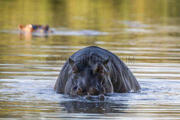 Hippopotamus (Hippopotamus amphibius) mating  Kruger National park  South Africa