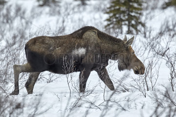 Alaskan Moose (Alces alces gigas) snow in spring  Denali National Park  Alaska