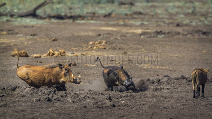 Common warthog (Phacochoerus africanus) in Kruger National park  South Africa