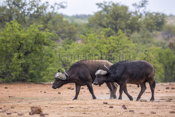 Two African buffalo (Syncerus caffer) big bull in Kruger National park  South Africa