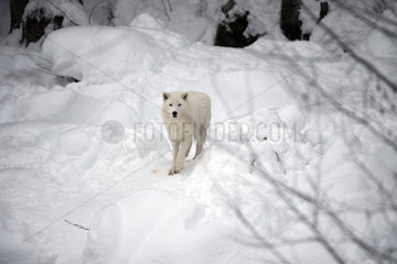 Arctic wolf (Canis lupus arctos) in the snow