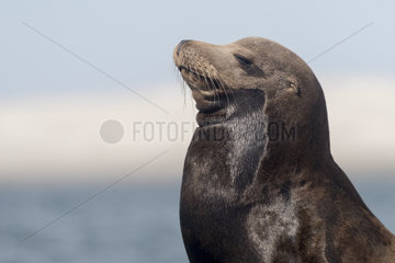 California sea lion ( Zalophus californianus)  rests on buoy  Ojo de Liebre Lagoon (formerly known as Scammon's Lagoon)  Guerrero Negro  Baja California Sur  Mexico
