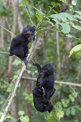 Young Celebes crested macaques (Macaca nigra) on a branch  Tangkoko National Park  Sulawesi  Indonesia
