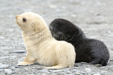 Young Antarctic fur seal (Arctocephalus gazella) leucic (also called isabelle color)  South Georgia